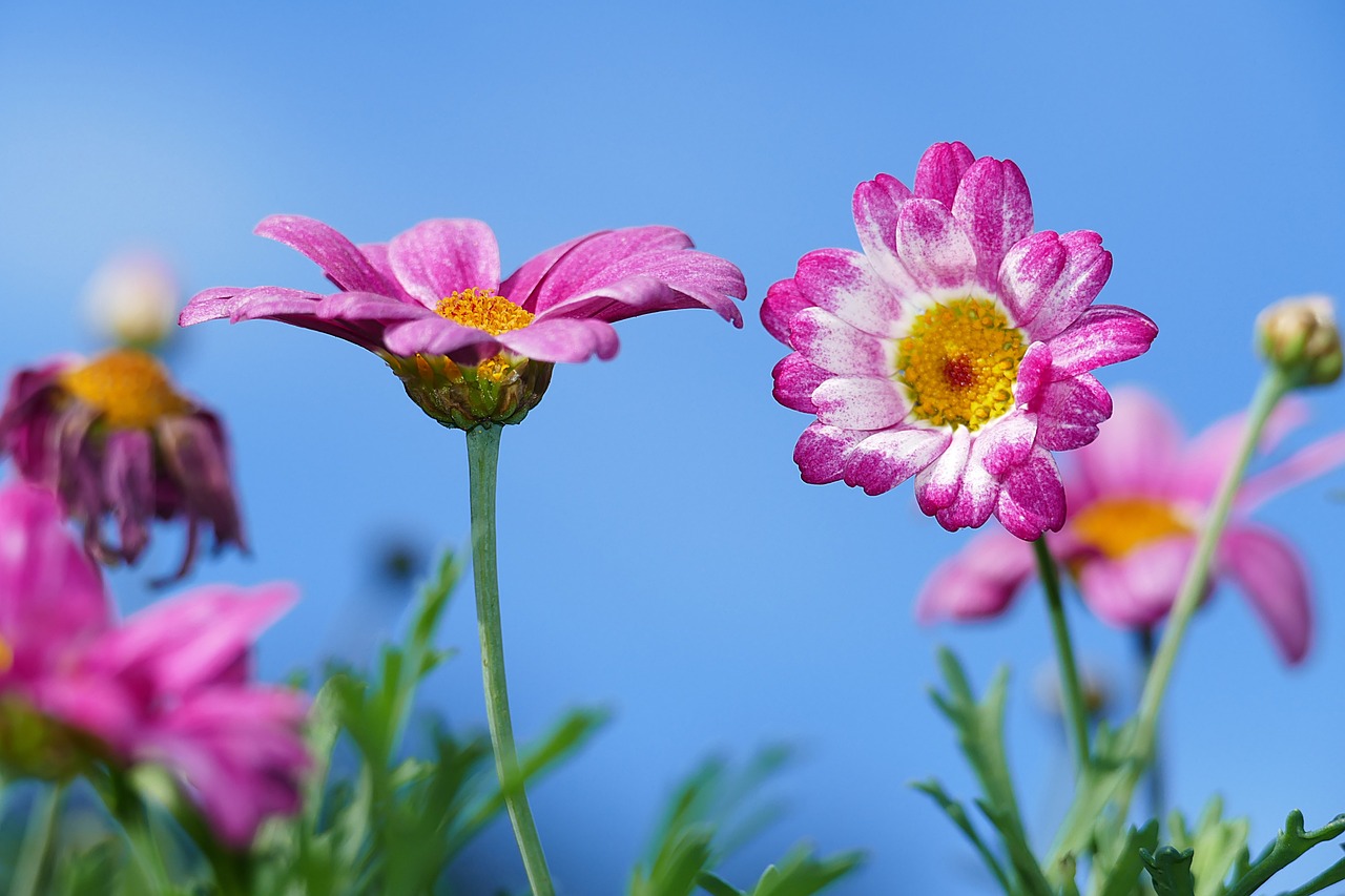 How to Create a Scented Garden for Relaxation